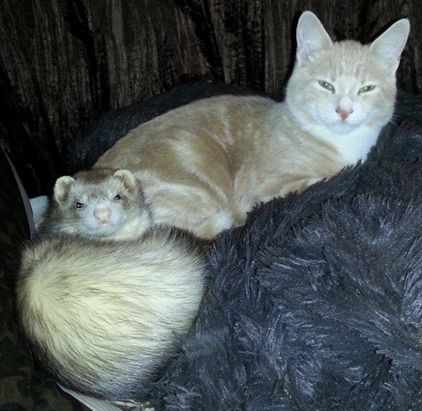 Ferrets And Kitten