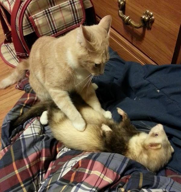Interspecies Animal Love