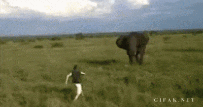 Taunt A Massive Elephant