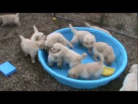 Cutest Golden Retriever Pictures Ever