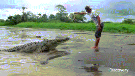 Alligator Feeding