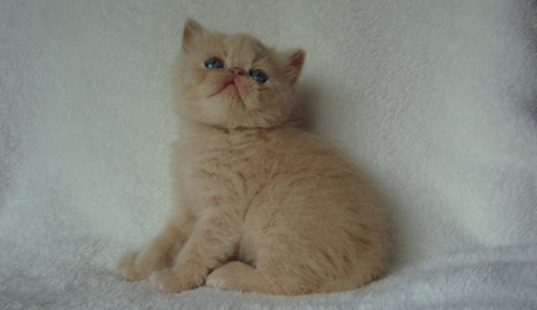 Baby Cat Picture