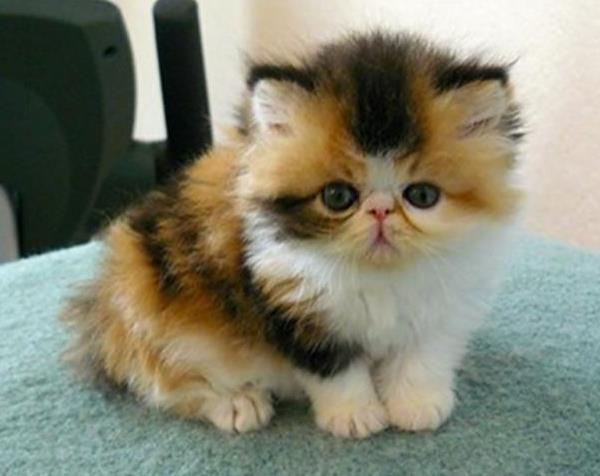 Baby Exotic Shorthair