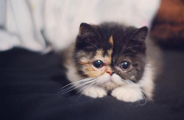 Baby Pudge