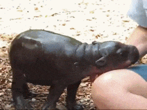 The Most Aww-Inspiring Cute Animals In GIFs