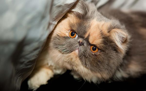 Beautiful Exotic Shorthair