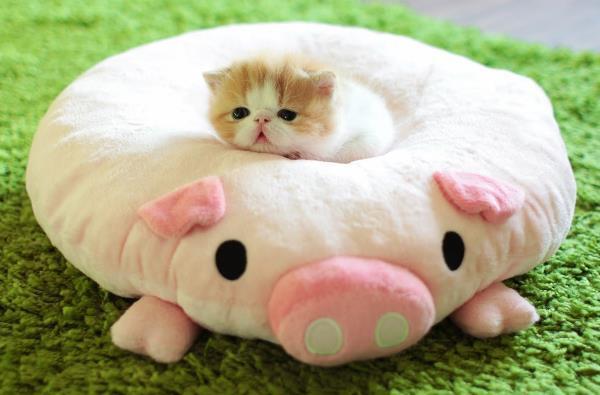 Cute Baby Exotic Shorthair Cat