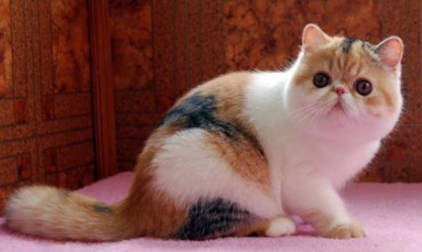Cute Exotic Shorthair Cat
