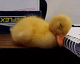 Duckling Falls Asleep