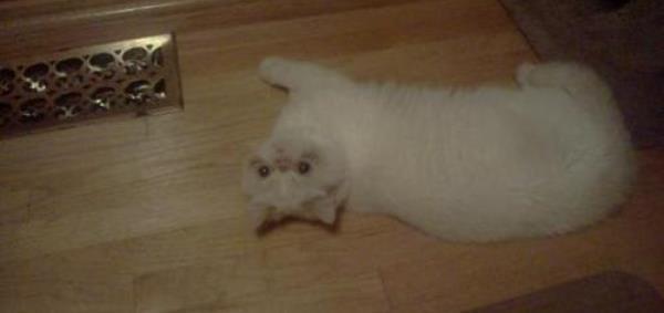 Exotic Cat