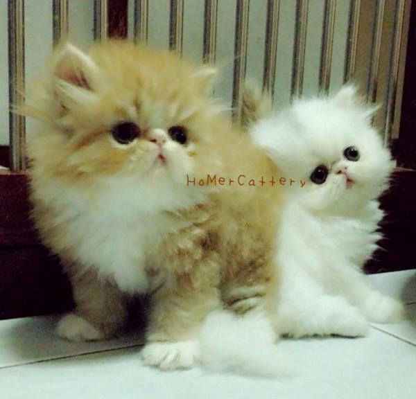 Exotic Kittens