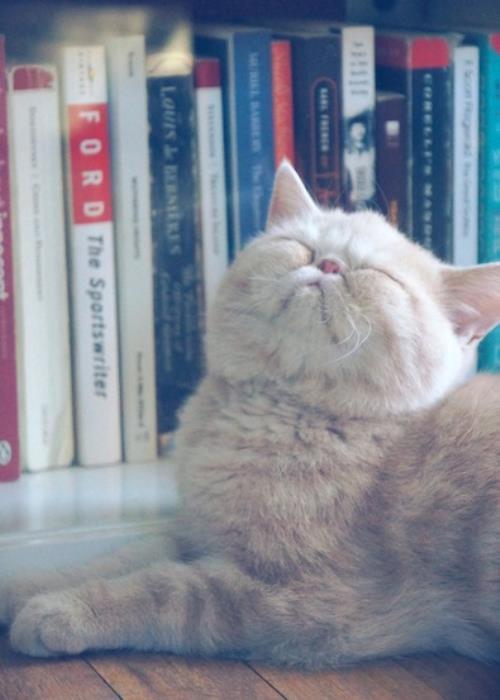 Exotic Short Hair Cat Sun Bathing