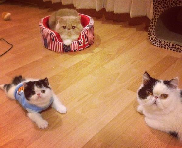 Exotic Shorthair Cat Family