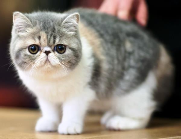Exotic Shorthair Cat