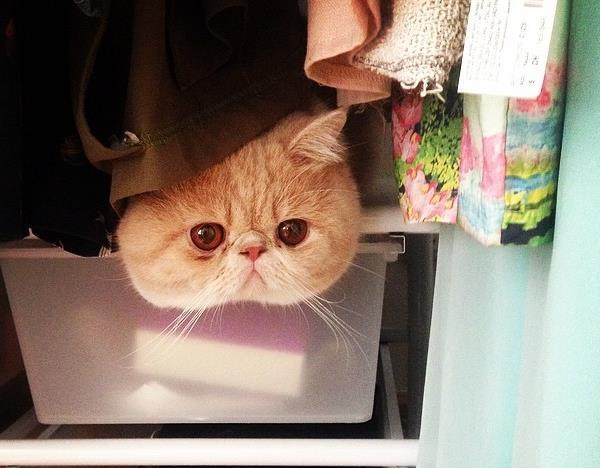 Exotic Shorthair Cats Head