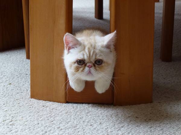 Exotic Shorthair Cats Paws