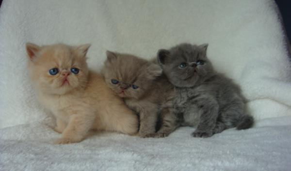 Exotic Shorthair Cats Pictures