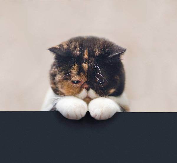 Exotic Shorthair Cats Pudge
