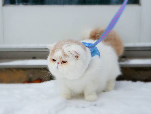 Exotic Shorthair Cats