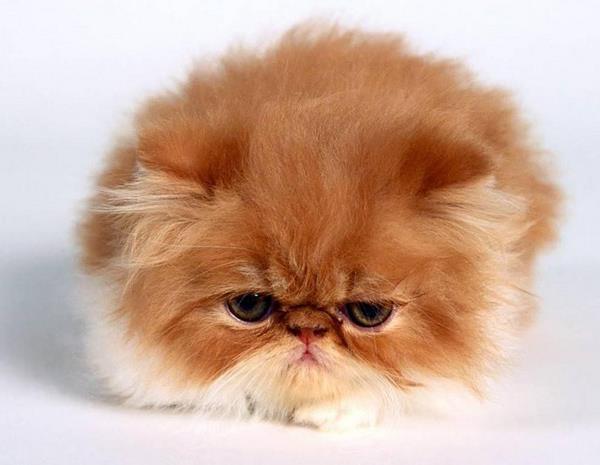 Exotic Shorthair Kitten
