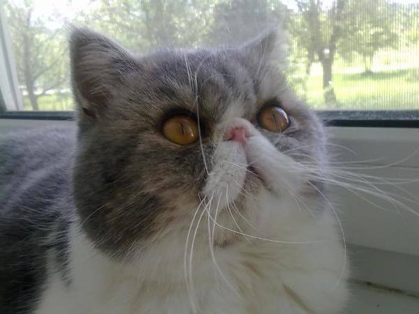 Flat Face Cat