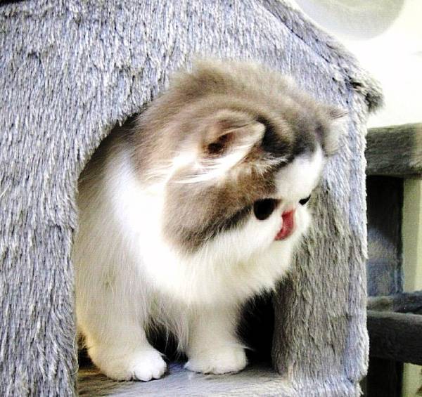 Flat Faced Cats