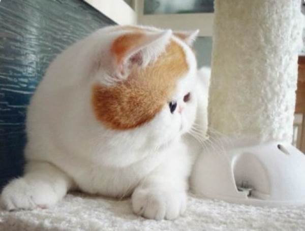 Flatface Cat