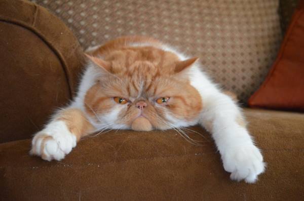 Funny Exotic Cat