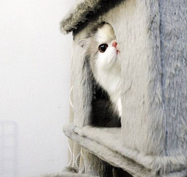 Hiding Cat