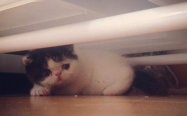 Hiding Kitten