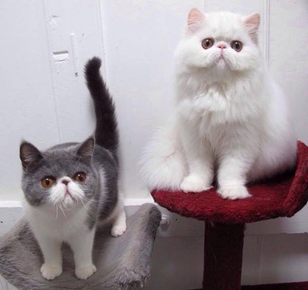 Homer Cattery