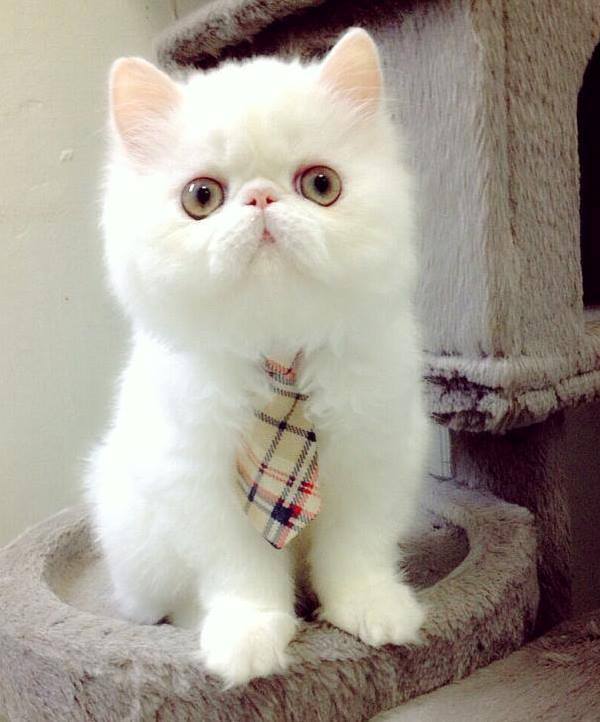 Juno The Cat