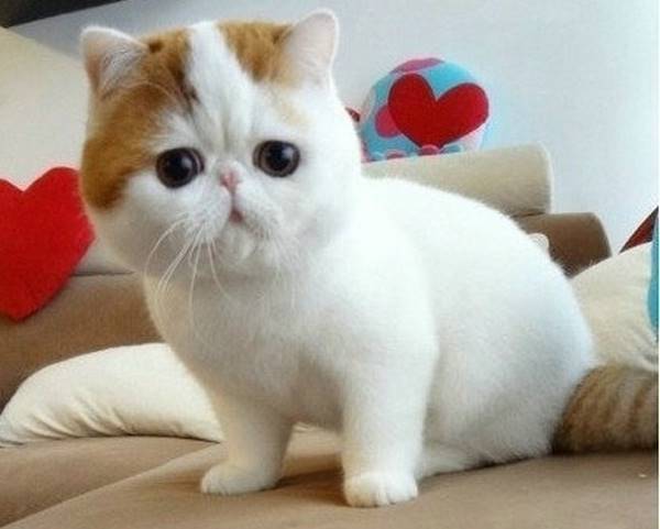 Persian Kittens