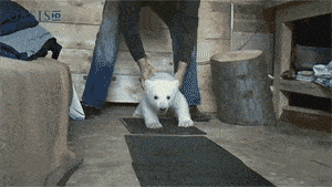 Polar Bear Learns To Walk