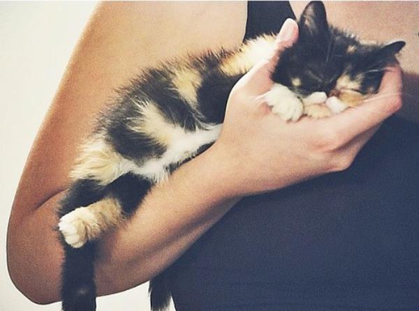 Pudge Kitten