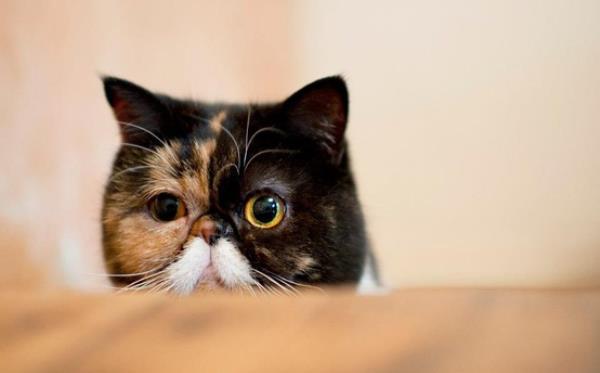 Pudge The Cat