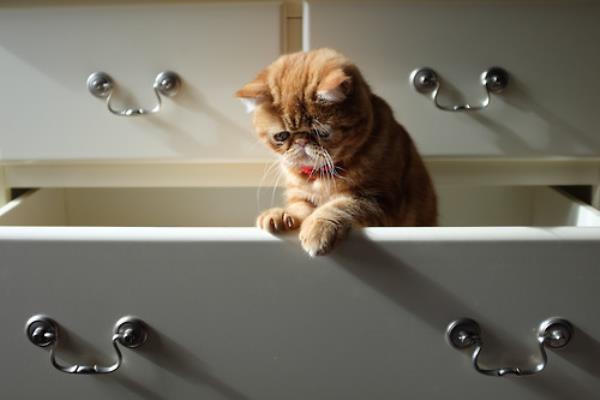 Sad Cat