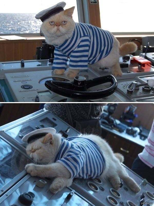 Sailor Cat