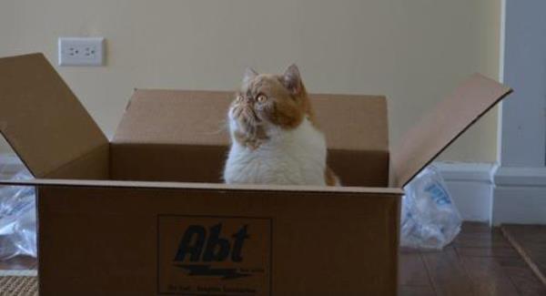 Shorthair Cat In A Box