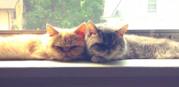 Sleeping Cats