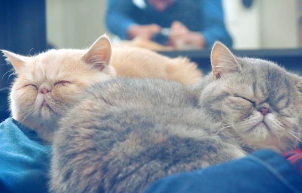 Sleeping Exotic Shorthair Cats