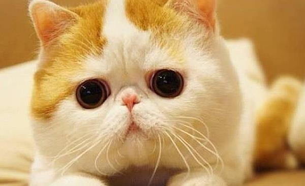 The Cutest Exotic Shorthair Cats The World Has Ever Seen