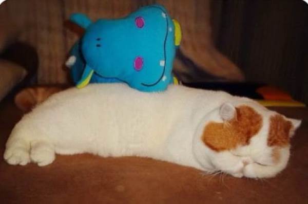 Snoopybabe Sleeping With A Stuffed Animal