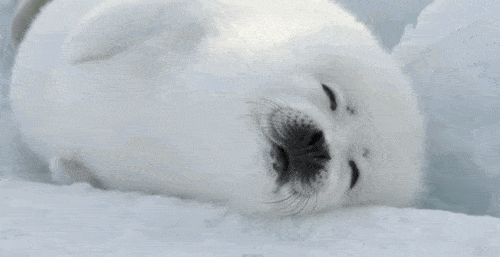 Snoozing Harp Seal