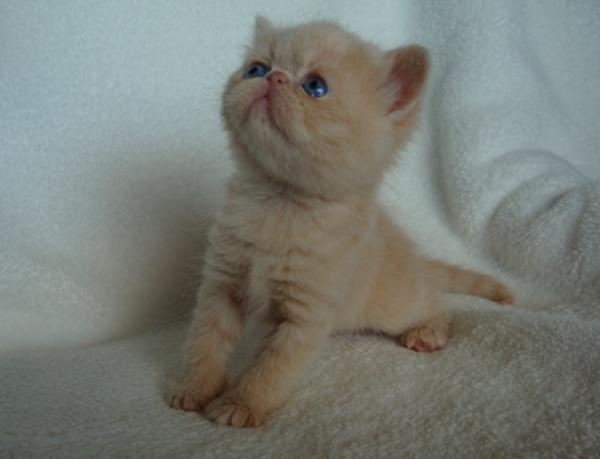 Stretching Kitten