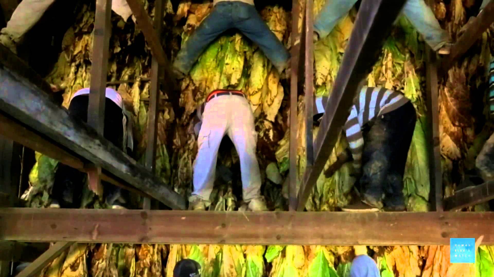 Child Laborers Are The Ones Picking Tobacco In The United States