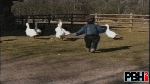 Geese Are Jerks