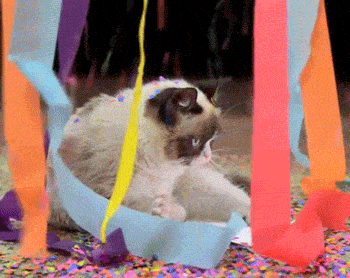 Grumpy Cat Happy Birthday GIFs