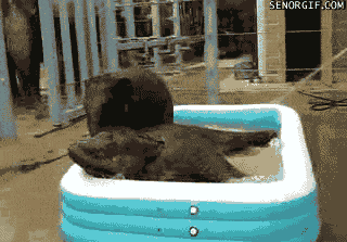 Baby Elephants Play In The Kiddie Pool