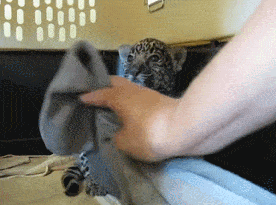 Baby Jaguar Gets A Blanket